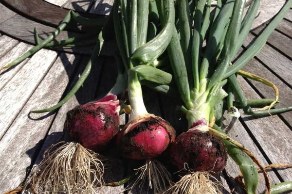 Ссылки на кракен com