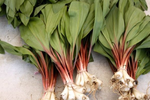 Кракен даркнет сайт