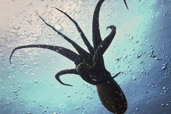 Кракен ссылка настоящая